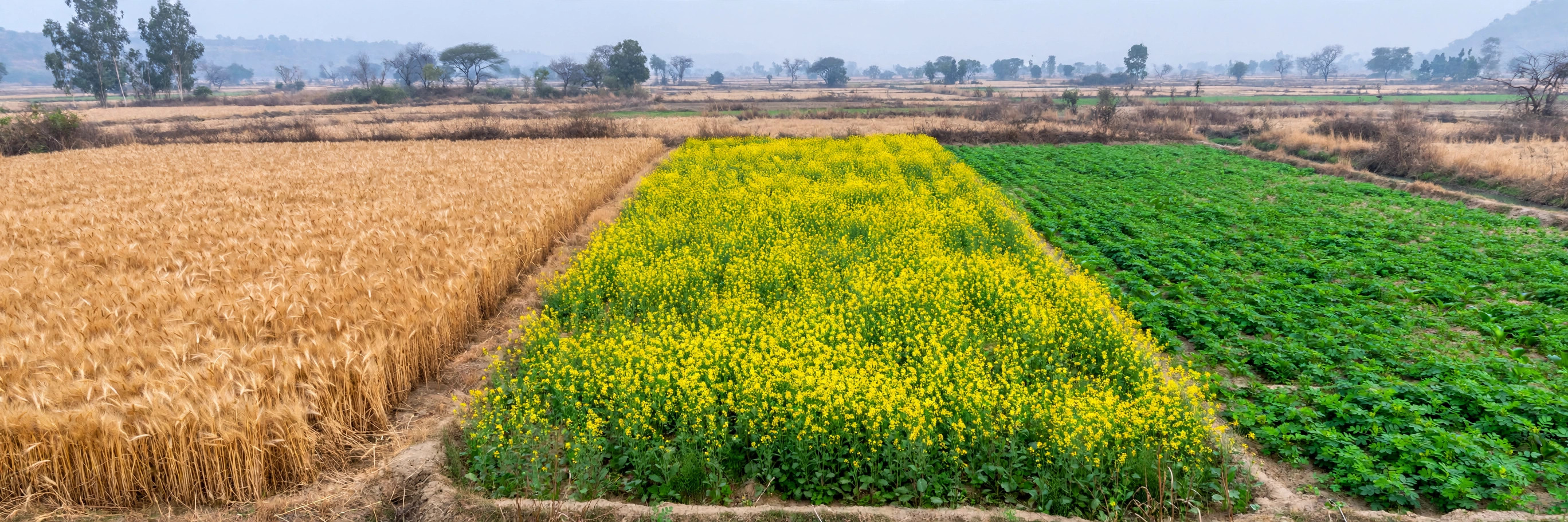 Winter rabi fields with wheat, mustard and gram crops growing in separate plots